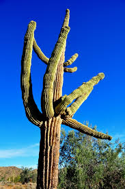 saguaro是什么意思