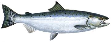 salmon是什么意思