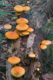 saprophytic是什么意思