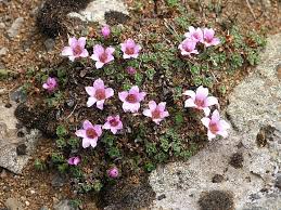 saxifrage是什么意思