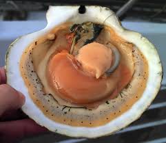 scallop是什么意思