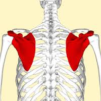 scapula是什么意思