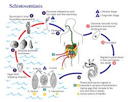 schistosomiasis是什么意思