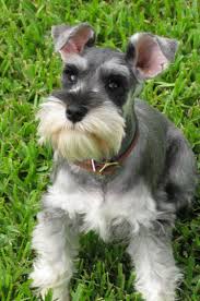 schnauzer是什么意思