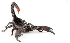 scorpion是什么意思