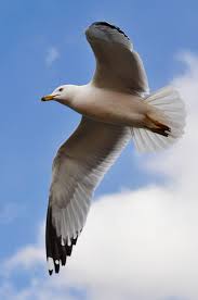 seagull是什么意思