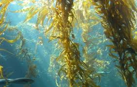seaweed是什么意思