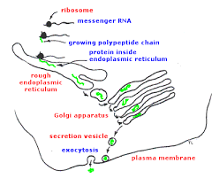 secretion是什么意思