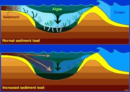sedimentation是什么意思