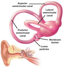 semicircular是什么意思