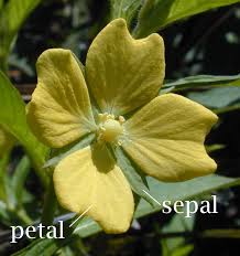 sepal是什么意思