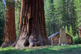 sequoia是什么意思