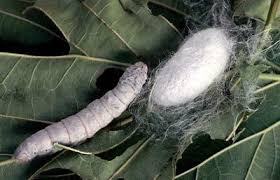 sericulture是什么意思