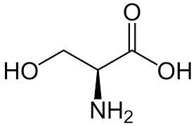 serine是什么意思