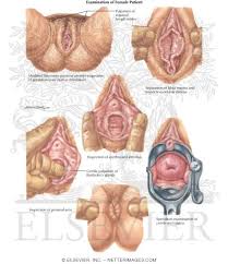 sexually是什么意思