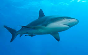 shark是什么意思