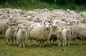 sheep是什么意思