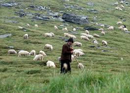 shepherd是什么意思