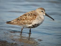 shorebird是什么意思