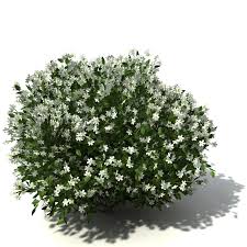 shrub是什么意思