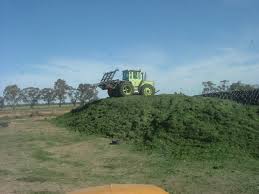 silage是什么意思