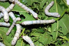silkworm是什么意思