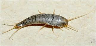 silverfish是什么意思