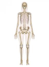 skeletal是什么意思