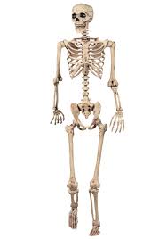 skeleton是什么意思