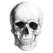skull是什么意思