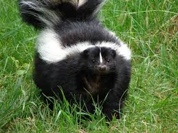 skunk是什么意思