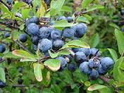 sloe是什么意思