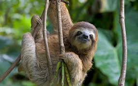 sloth是什么意思
