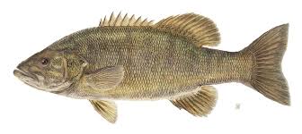 smallmouth是什么意思