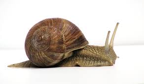 snail是什么意思
