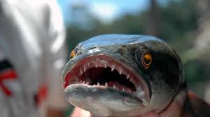 snakehead是什么意思
