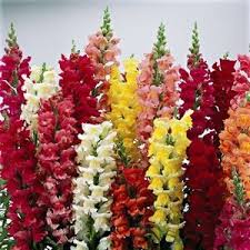 snapdragon是什么意思