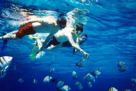 snorkeling是什么意思
