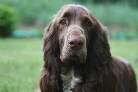 spaniel是什么意思