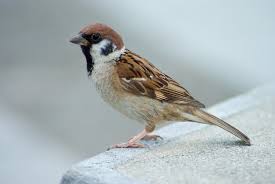sparrow是什么意思