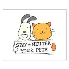 spay是什么意思