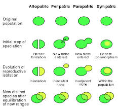speciation是什么意思