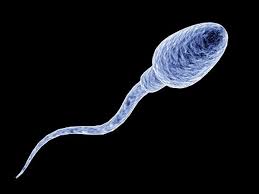 sperm是什么意思