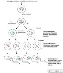spermatogenesis是什么意思