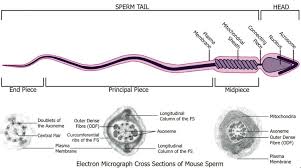 spermatozoa是什么意思