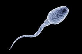 spermatozoon是什么意思