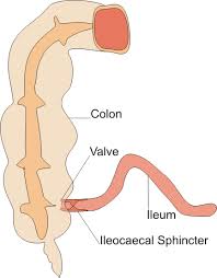 sphincter是什么意思