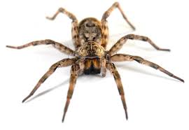 spider是什么意思