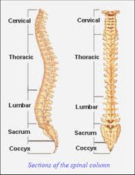 spinal是什么意思