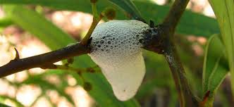 spittle是什么意思